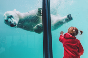 small girl in red jacket with polar bear 